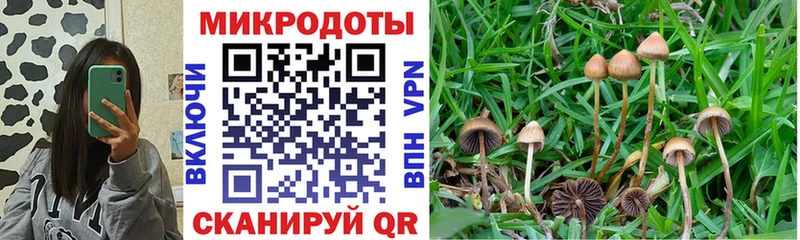 MEGA маркетплейс  Калач  Псилоцибиновые грибы мицелий  даркнет сайт 